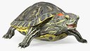 Red Eared Slider Rigged