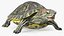 Turtles Rigged Collection