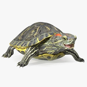 Red Eared Slider Rigged 3D model