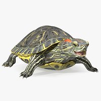 Red Eared Slider Rigged