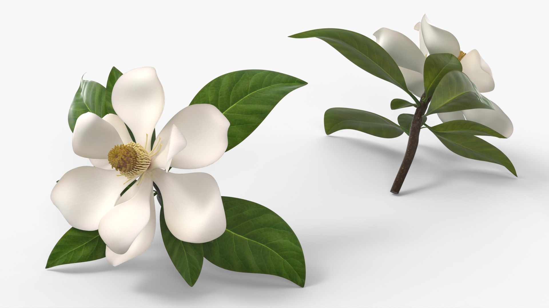 Fully Bloomed Magnolia Grandiflora Flower White 3D model preview