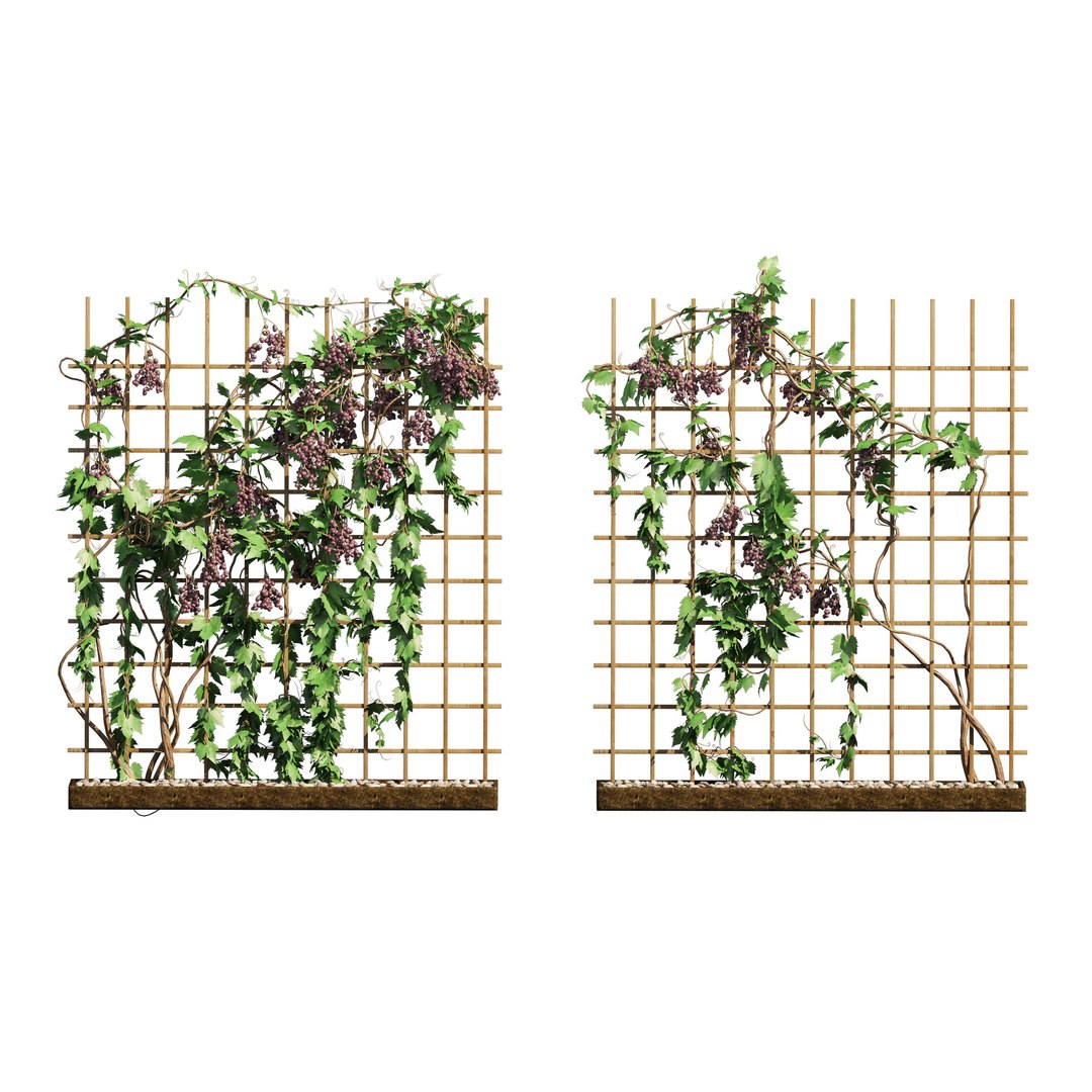 2 Grapevine Low And Med Poly Model - TurboSquid 1905661