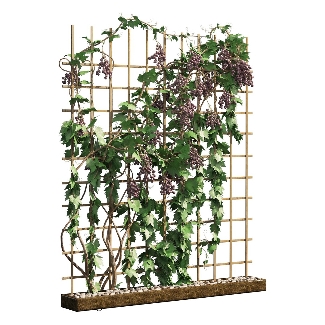 2 Grapevine Low And Med Poly Model - TurboSquid 1905661