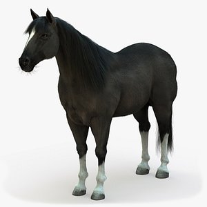 3D horse black model
