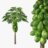 Papaya Tree with Unripe Fruit Cluster Green
