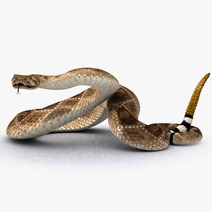 Rattlesnake