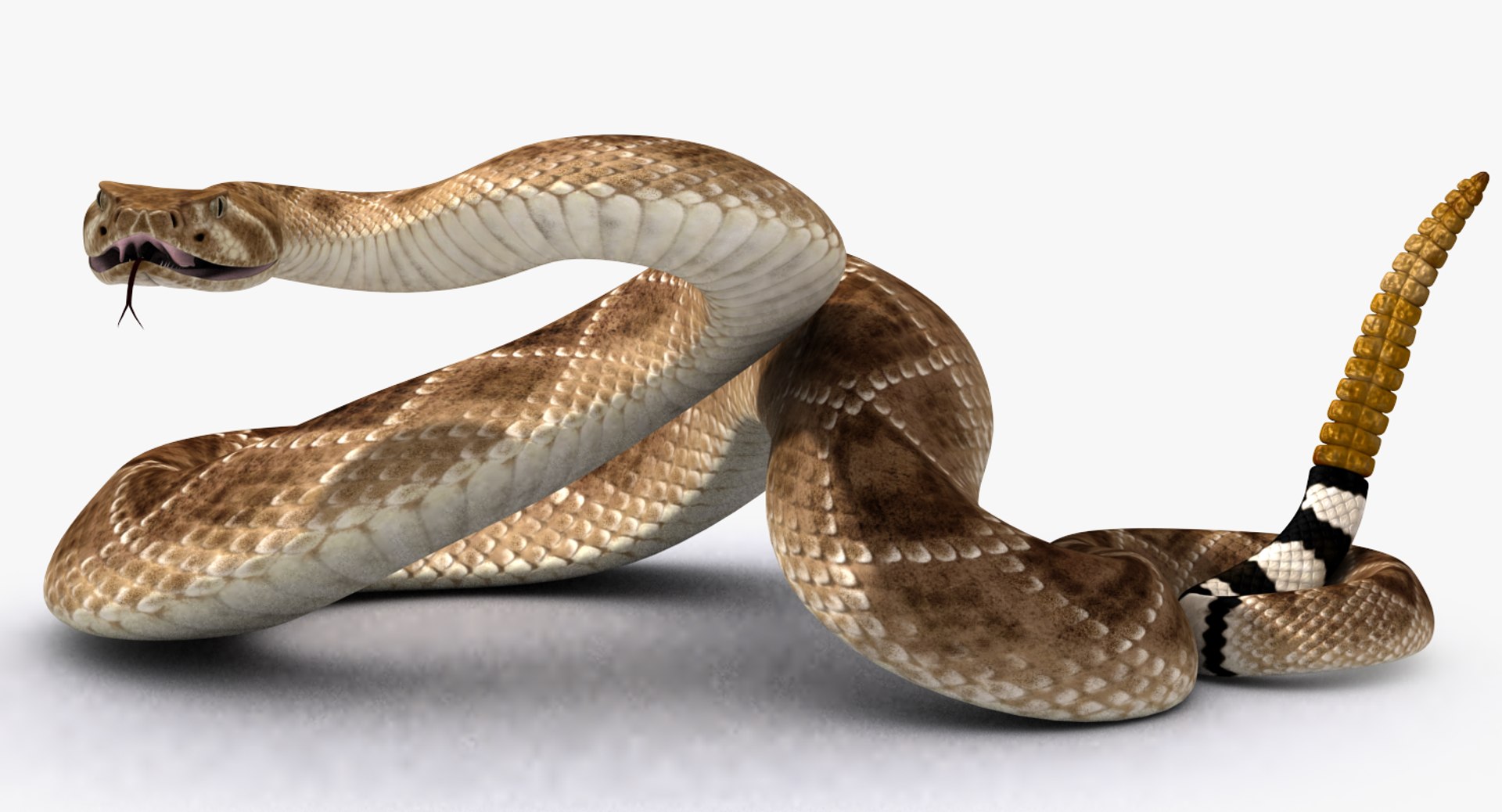 Crotalus Snake | 3D Print Model