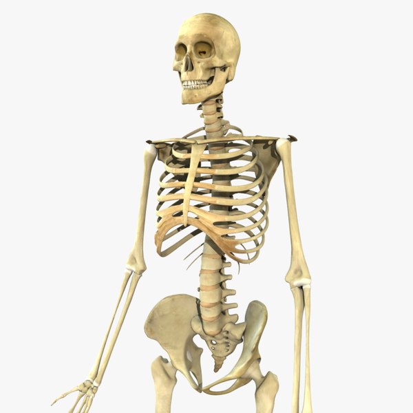 3d african american skeleton rigged model