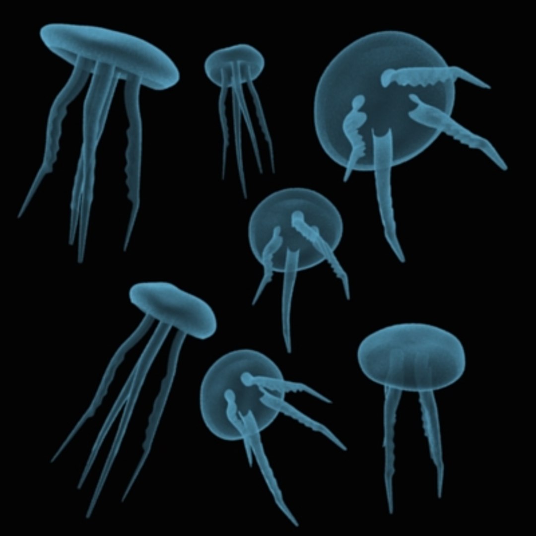 3d Jellyfish Jelly Fish Model