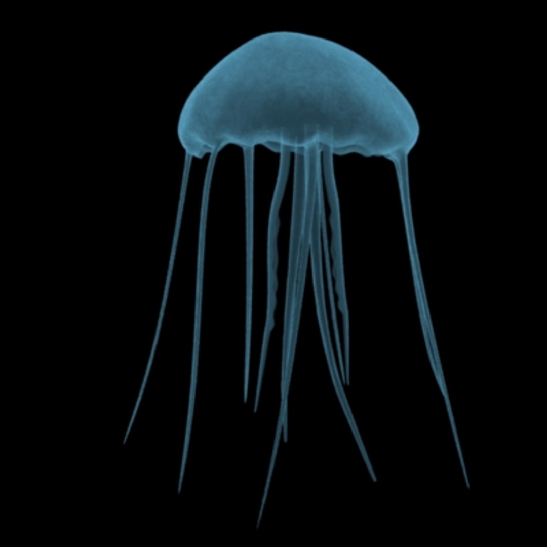 3d Jellyfish Jelly Fish Model