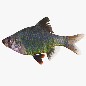 green tiger barb 3d max