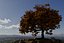 Oak Autumn 4