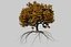 Oak Autumn 4