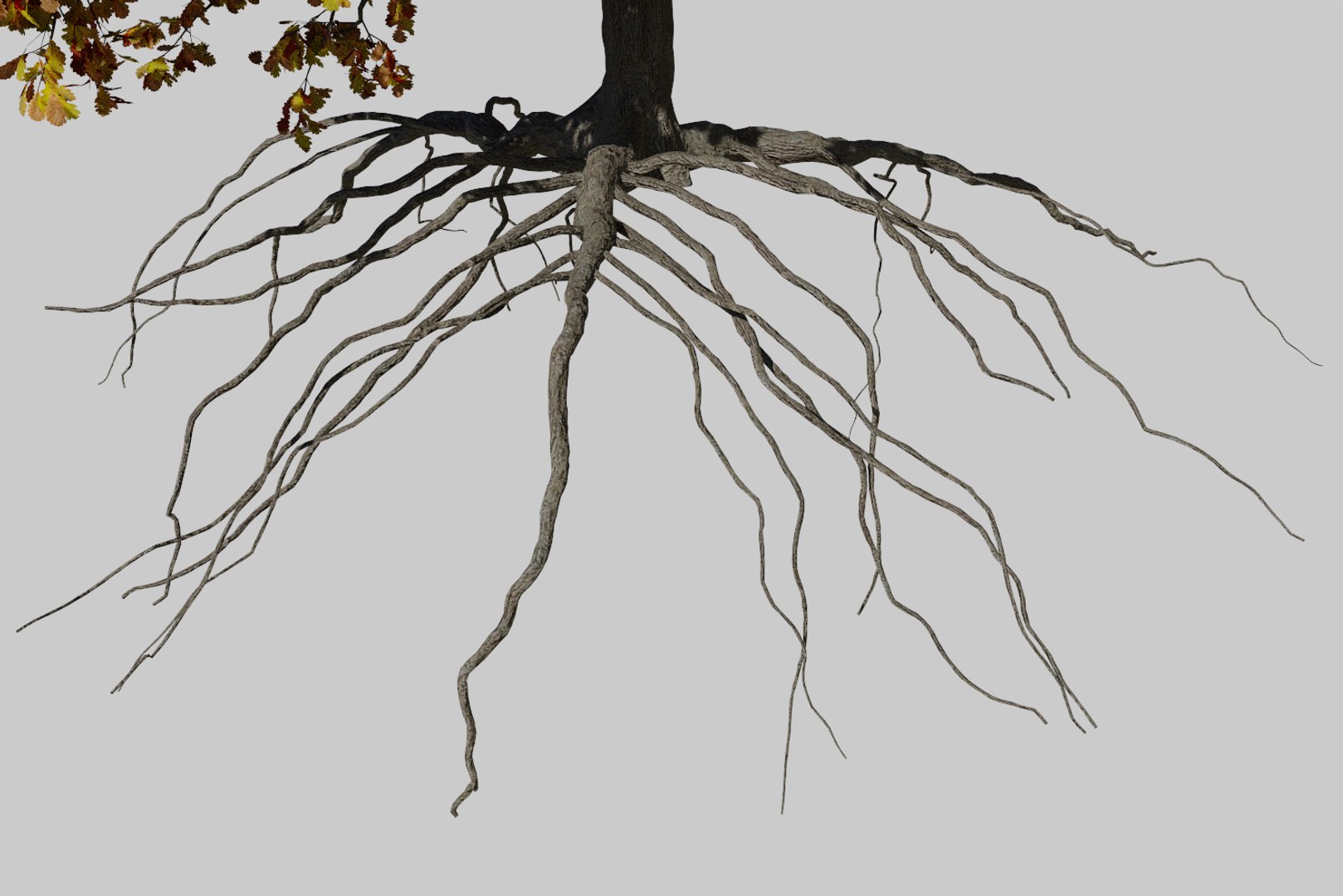3D oak autumn 4 tree https://p.turbosquid.com/ts-thumb/MM/rr3LXd/2FiC3j6M/render7/png/1550231171/1920x1080/fit_q87/c6429f2aa9b4ec3844e214f2a854c3b23b1686f9/render7.jpg