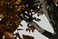 Oak Autumn 4