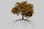 Oak Autumn 4