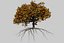 Oak Autumn 4