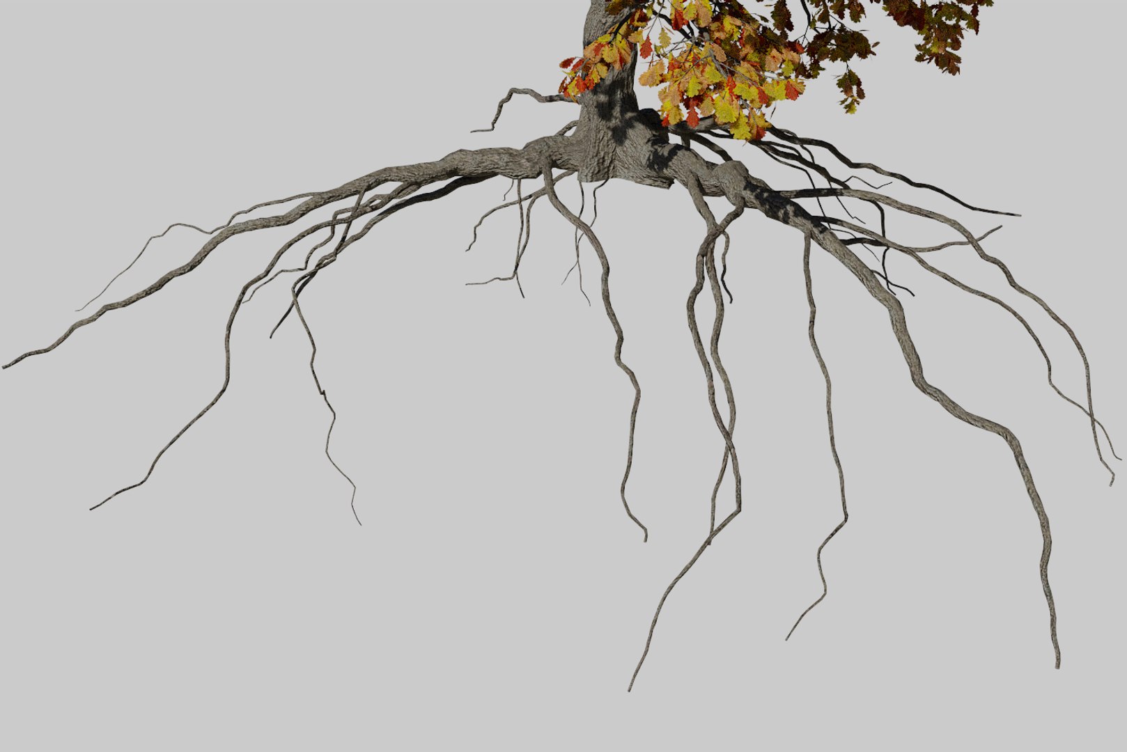 3D oak autumn 4 tree https://p.turbosquid.com/ts-thumb/MM/rr3LXd/ImCDH7Hv/render6/png/1550231171/1920x1080/fit_q87/1dbb08301ea6777d03e9cd869921bc18f66fc3b7/render6.jpg
