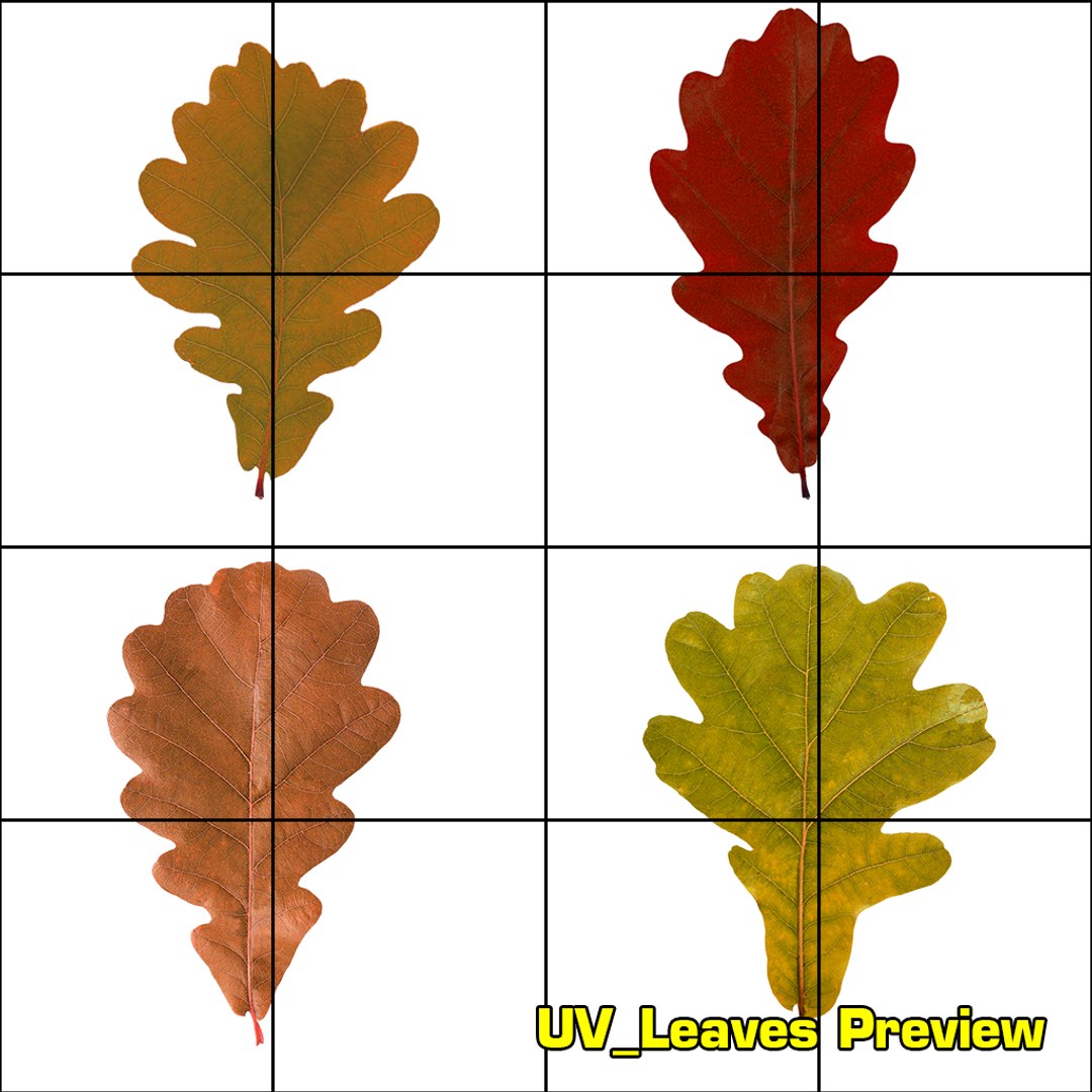 3D oak autumn 4 tree https://p.turbosquid.com/ts-thumb/MM/rr3LXd/Tmk7SMiq/uv_leaves/png/1550231172/1920x1080/fit_q87/cf64c636a054bebd1929ef84fc2237acd86b5406/uv_leaves.jpg