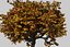 Oak Autumn 4