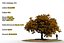 Oak Autumn 4