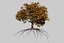 Oak Autumn 4