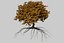 Oak Autumn 4