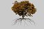 Oak Autumn 4