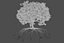 Oak Autumn 4
