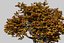 Oak Autumn 4