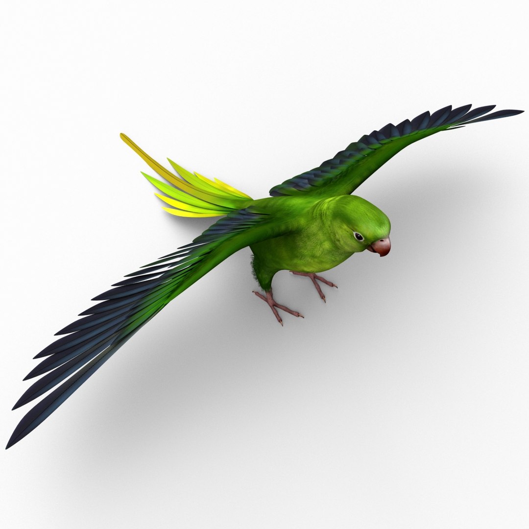 3d model para https://p.turbosquid.com/ts-thumb/MM/vYMbmr/0B3l79as/parakeet_18/jpg/1407181626/1920x1080/fit_q87/5899849552d8ac2a19a96f9e22c69c4a870c4b9f/parakeet_18.jpg