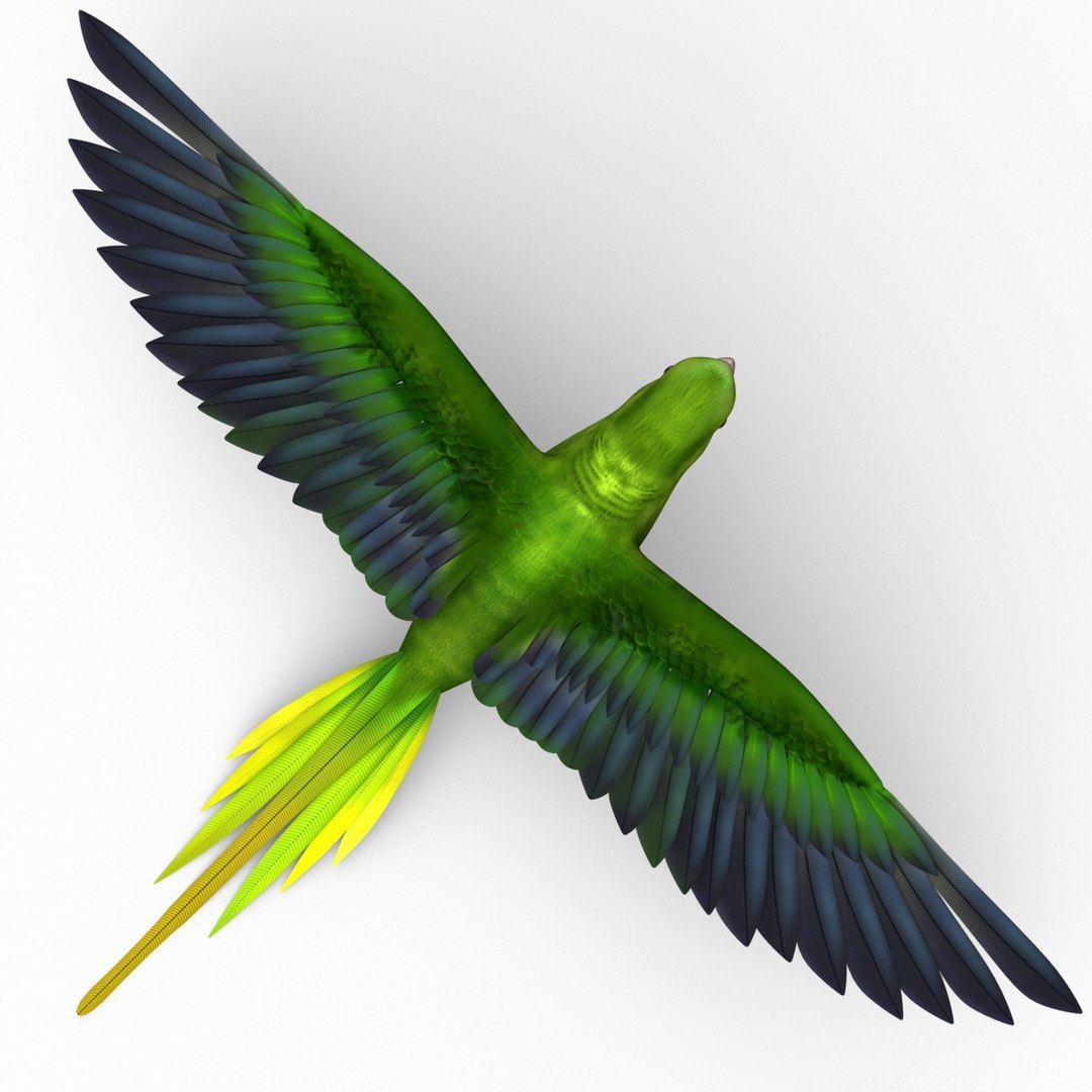 3d model para https://p.turbosquid.com/ts-thumb/MM/vYMbmr/0b3hv6T8/parakeet_17/jpg/1407181625/1920x1080/fit_q87/d6a52f691d0b0acd002c82ac82e82d4ddc30c96d/parakeet_17.jpg