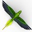 Parakeet