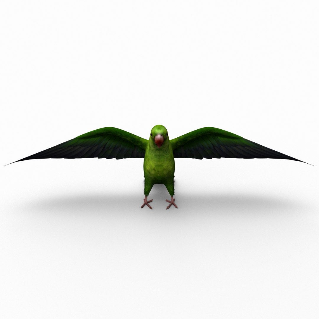 3d model para https://p.turbosquid.com/ts-thumb/MM/vYMbmr/2kBdZa7u/parakeet_13/jpg/1407181617/1920x1080/fit_q87/c917dbead20ee08b0b82d6ff3be22d1c26d17afe/parakeet_13.jpg