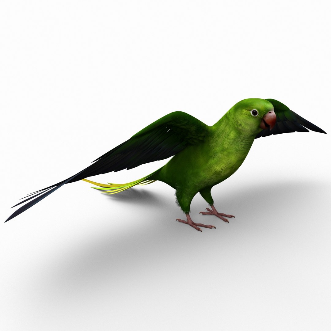 3d model para https://p.turbosquid.com/ts-thumb/MM/vYMbmr/38xNxUAn/parakeet_14/jpg/1407181640/1920x1080/fit_q87/e1d58b3bd3a0eb26cf0f55ce9260391f29fe4910/parakeet_14.jpg