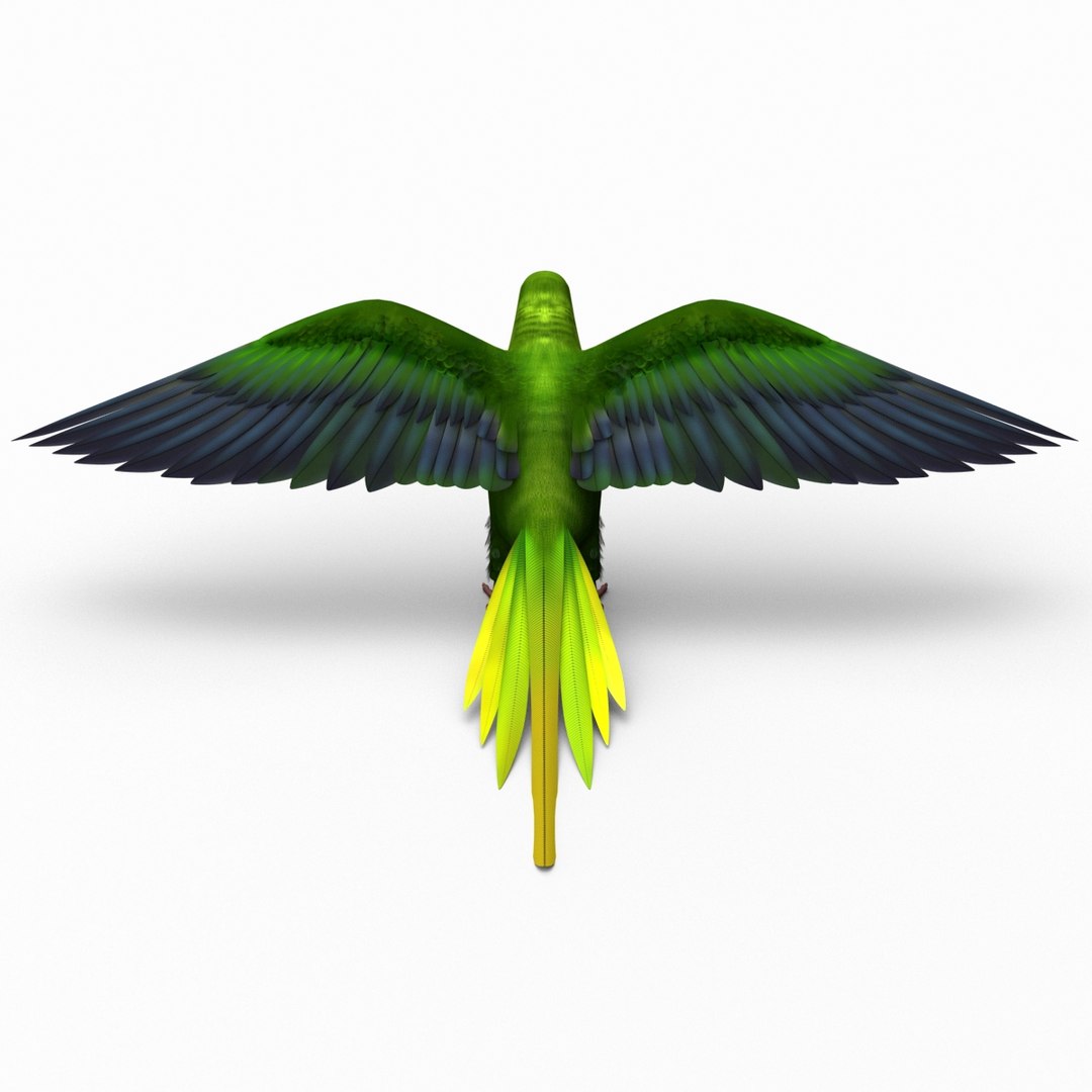 3d model para https://p.turbosquid.com/ts-thumb/MM/vYMbmr/5aoIczOJ/parakeet_16/jpg/1407181682/1920x1080/fit_q87/b9bde1587842e10678300c41a2881353e2b1b385/parakeet_16.jpg