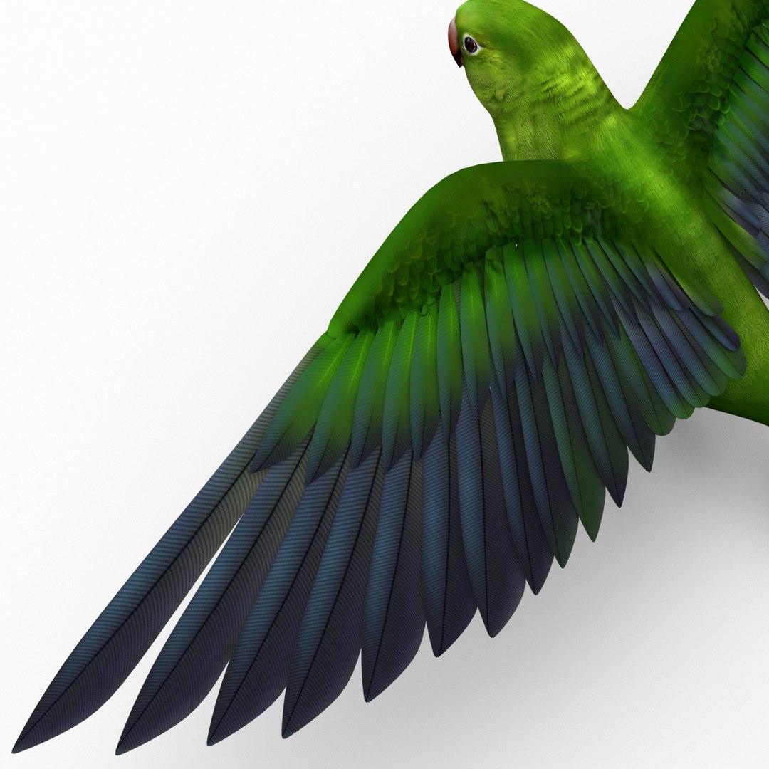 3d model para https://p.turbosquid.com/ts-thumb/MM/vYMbmr/GSOxrQGv/parakeet_20/jpg/1407181631/1920x1080/fit_q87/ac435b983be20b63d260643c3ac84ba5c9bc78f3/parakeet_20.jpg