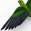 Parakeet