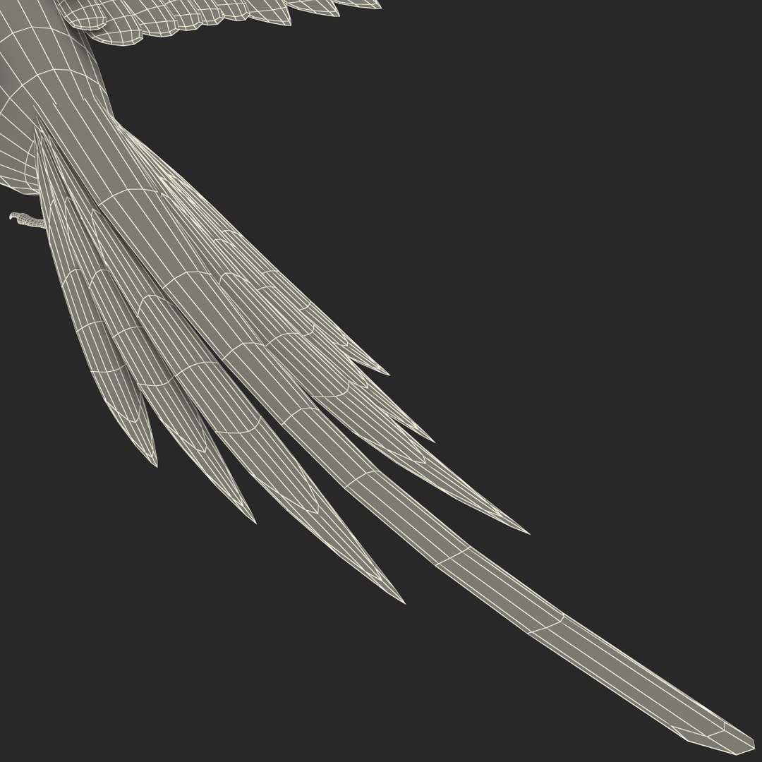 3d model para https://p.turbosquid.com/ts-thumb/MM/vYMbmr/HMkTV9Aj/parakeet_26/jpg/1407181663/1920x1080/fit_q87/5fd4d76171221e1f7c6119692348dfc96c13eb76/parakeet_26.jpg