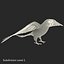 Parakeet