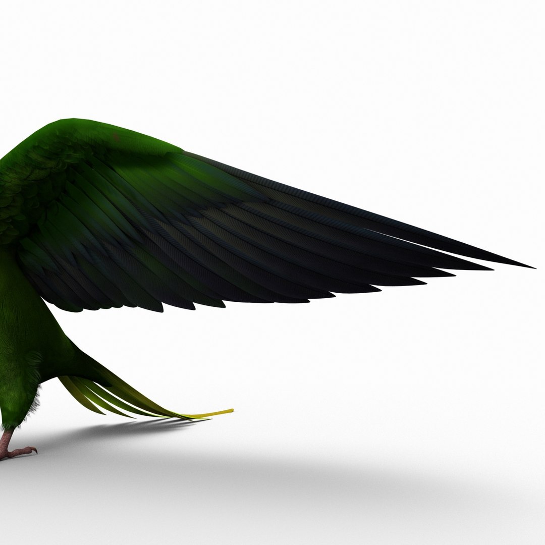 3d model para https://p.turbosquid.com/ts-thumb/MM/vYMbmr/WUaKKGOs/parakeet_21/jpg/1407181632/1920x1080/fit_q87/69e7bf180e62fa8eed04d878f50d45b0e7bd35e3/parakeet_21.jpg
