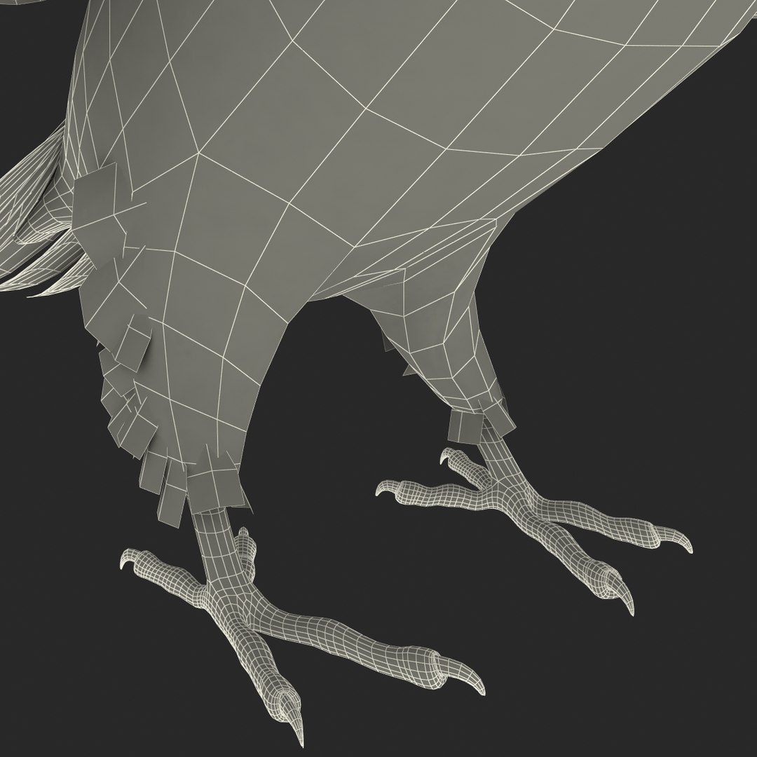 3d model para https://p.turbosquid.com/ts-thumb/MM/vYMbmr/d0SoKhFw/parakeet_25/jpg/1407181698/1920x1080/fit_q87/144fa357693119d803b10944b6e4e30b5dc1bb8c/parakeet_25.jpg