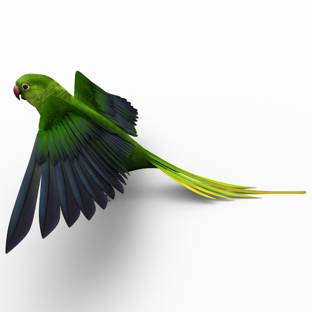 3d model para https://p.turbosquid.com/ts-thumb/MM/vYMbmr/eg8mFkAr/parakeet_12/jpg/1407181673/1920x1080/fit_q87/a16f866910606e3b3e371774348f5818c8ab6ee1/parakeet_12.jpg