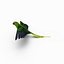 Parakeet