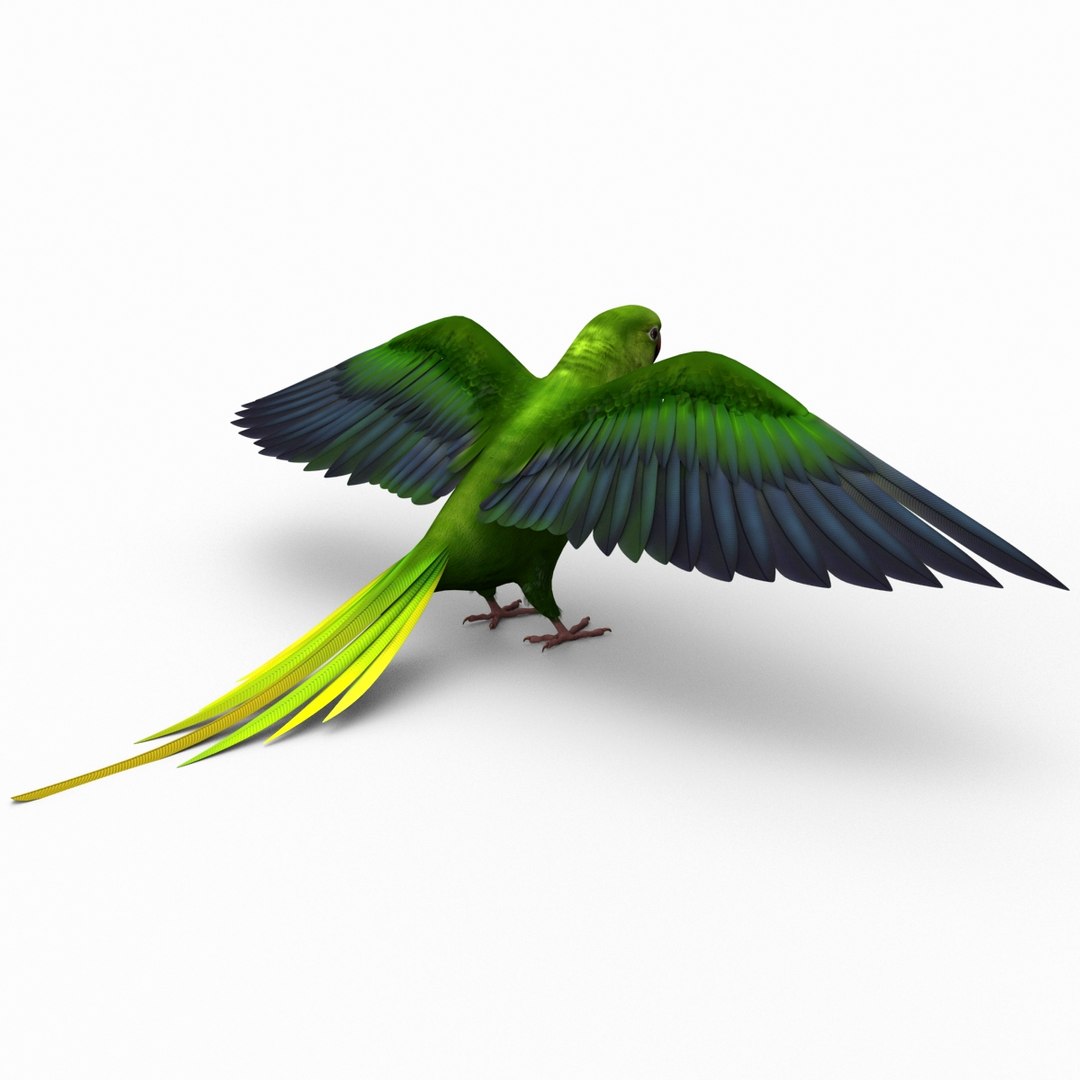 3d model para https://p.turbosquid.com/ts-thumb/MM/vYMbmr/lEnYpfTN/parakeet_15/jpg/1407181621/1920x1080/fit_q87/5968af75a4b824ae3789a063825428d6a3076249/parakeet_15.jpg