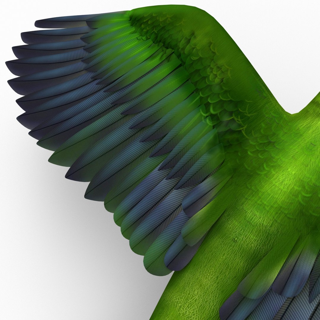 3d model para https://p.turbosquid.com/ts-thumb/MM/vYMbmr/mma7d2vZ/parakeet_19/jpg/1407181650/1920x1080/fit_q87/2c213080f6562d5553f7d2d3eff10a0362e6f132/parakeet_19.jpg