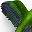 Parakeet