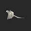 Parakeet