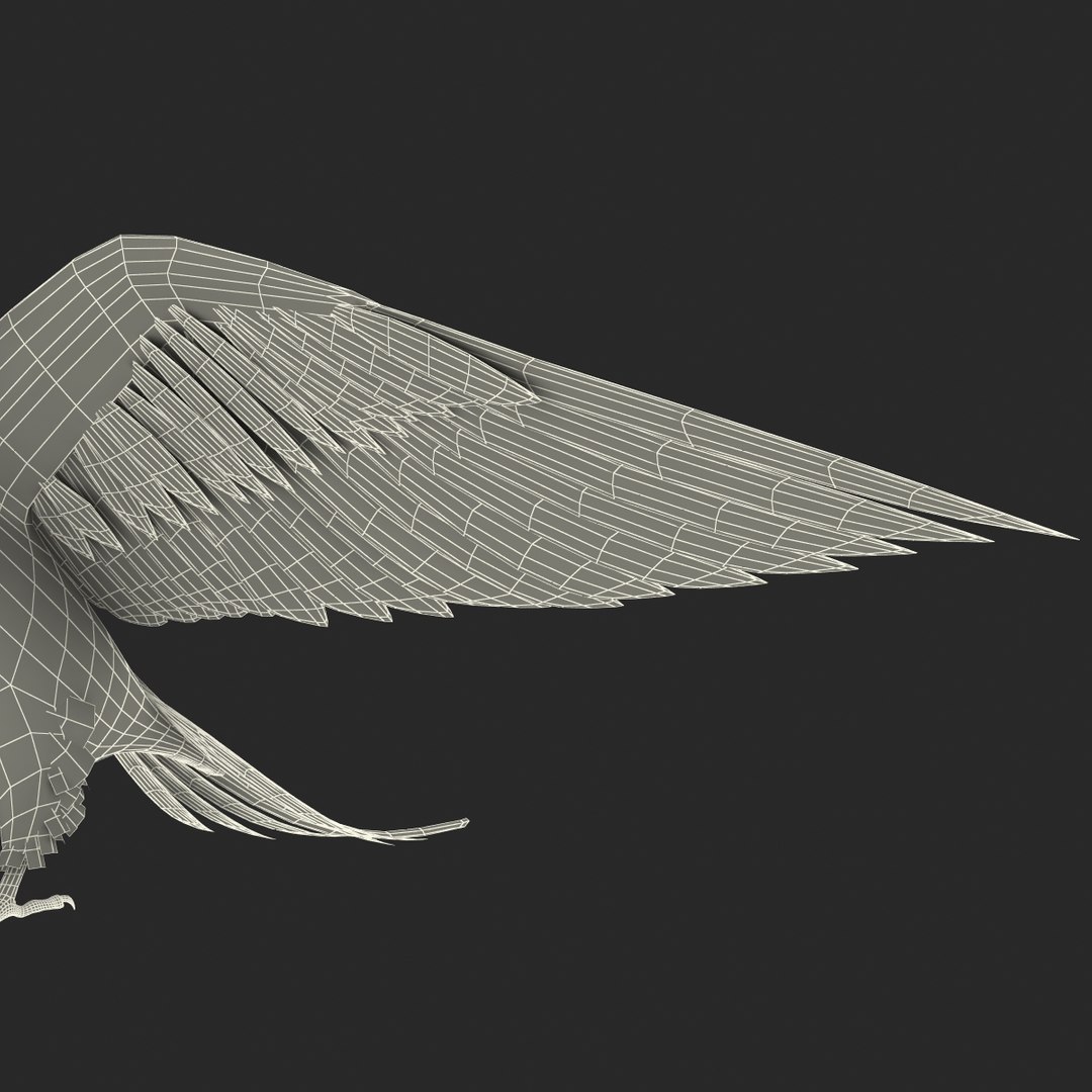 3d model para https://p.turbosquid.com/ts-thumb/MM/vYMbmr/zXRfitXf/parakeet_28/jpg/1407181645/1920x1080/fit_q87/7b7d1df70cb5e23b7aaab52b5bfb971df49c887d/parakeet_28.jpg