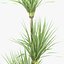 3d model dracaena marginata plant